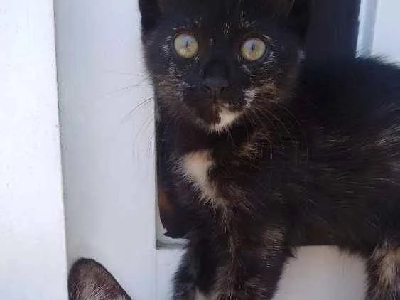 Gato raça  idade 2 a 6 meses nome Gatinhas