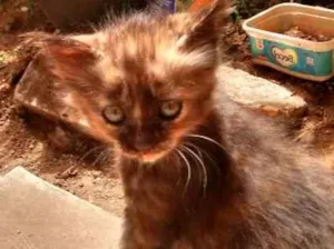 Gato raça SRD idade Abaixo de 2 meses nome Lili