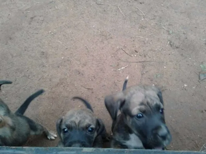 Cachorro ra a INDEFINIDA idade 2 a 6 meses nome FILHOTES