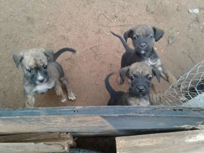 Cachorro ra a INDEFINIDA idade 2 a 6 meses nome FILHOTES