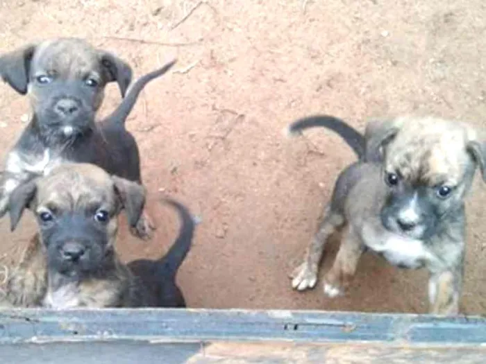 Cachorro ra a INDEFINIDA idade 2 a 6 meses nome FILHOTES