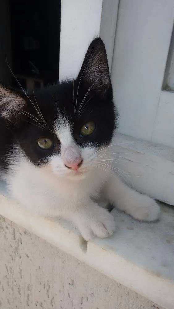 Gato raça  idade 2 a 6 meses nome Gatinhas