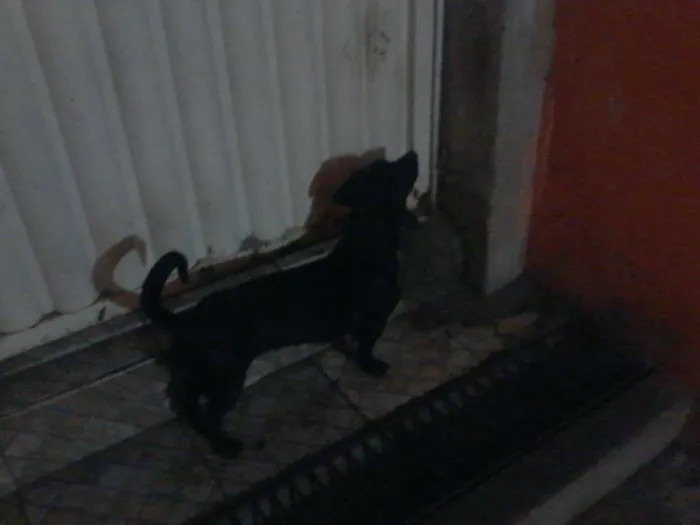 Cachorro ra a Salsicha e Vira Lata idade 2 a 6 meses nome Quixa 