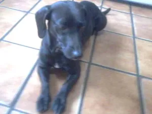 Cachorro raça Salsicha e Vira Lata idade 2 a 6 meses nome Quixa 