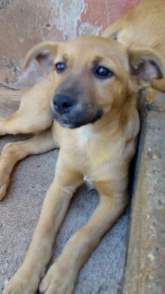 Cachorro ra a Sem raça idade 2 a 6 meses nome Morena