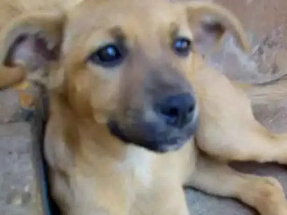 Cachorro ra a Sem raça idade 2 a 6 meses nome Morena