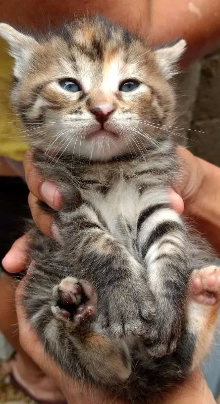 Gato ra a São mestiços idade Abaixo de 2 meses nome Eles não tem nomes