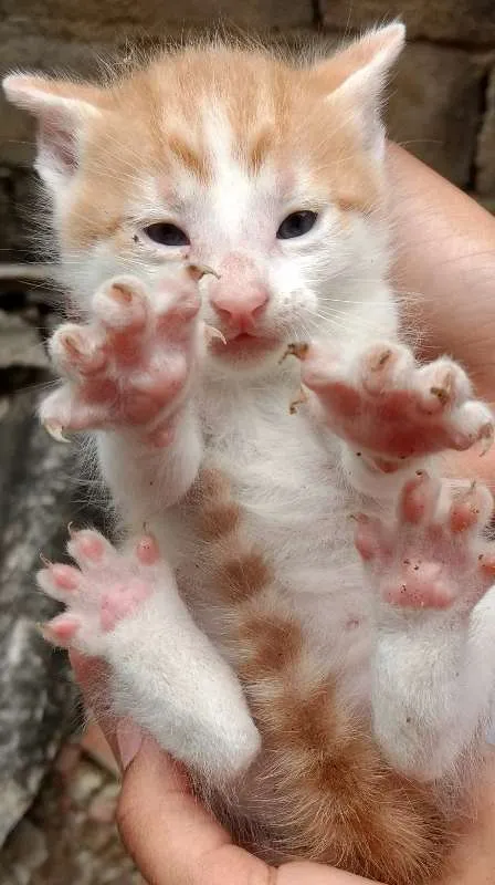 Gato ra a São mestiços idade Abaixo de 2 meses nome Eles não tem nomes