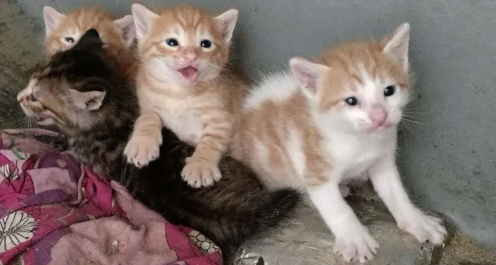 Gato ra a São mestiços idade Abaixo de 2 meses nome Eles não tem nomes