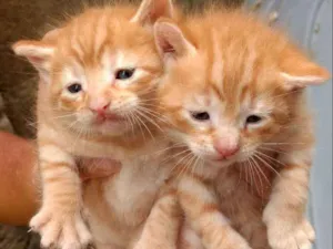 Gato raça São mestiços idade Abaixo de 2 meses nome Eles não tem nomes