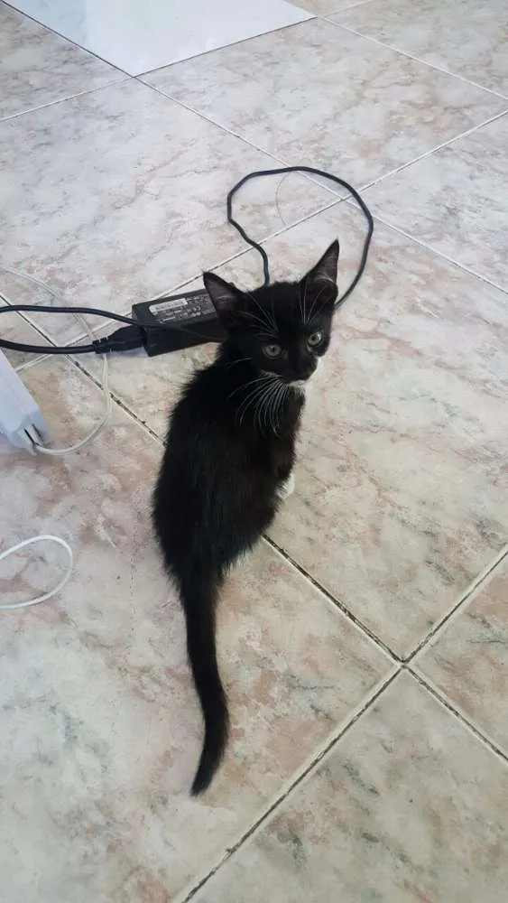 Gato ra a  idade Abaixo de 2 meses nome Sem nome