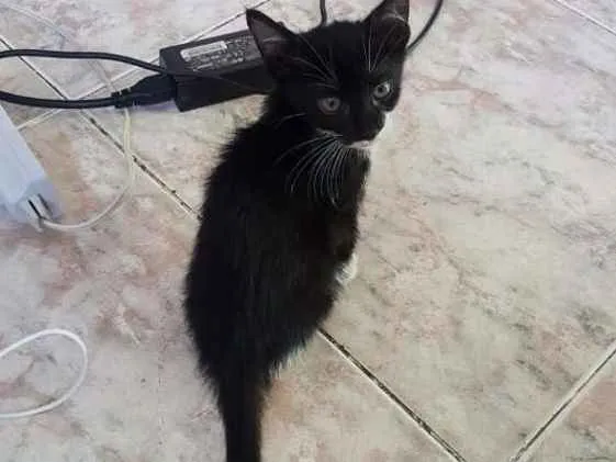 Gato ra a  idade Abaixo de 2 meses nome Sem nome