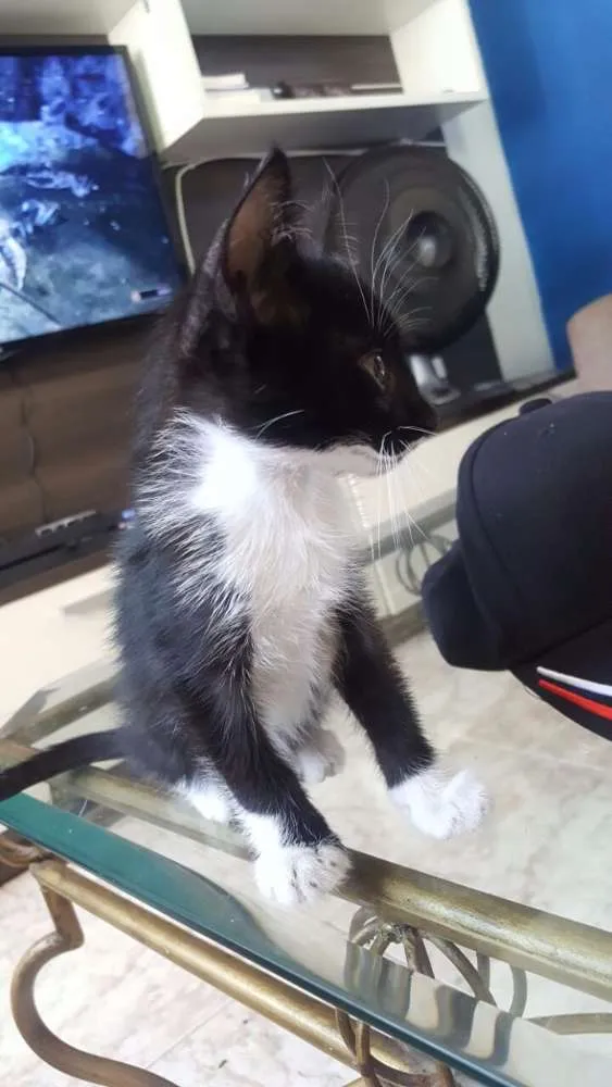 Gato ra a  idade Abaixo de 2 meses nome Sem nome