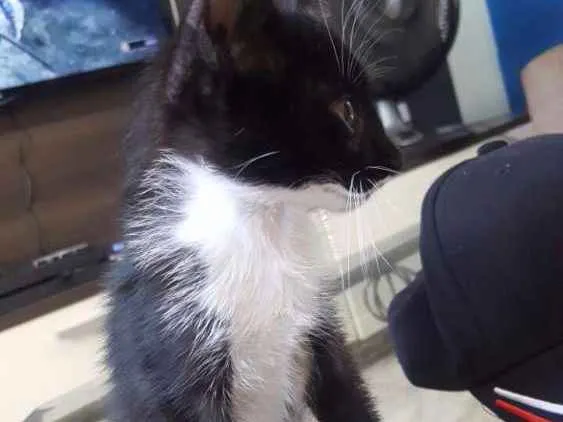 Gato ra a  idade Abaixo de 2 meses nome Sem nome