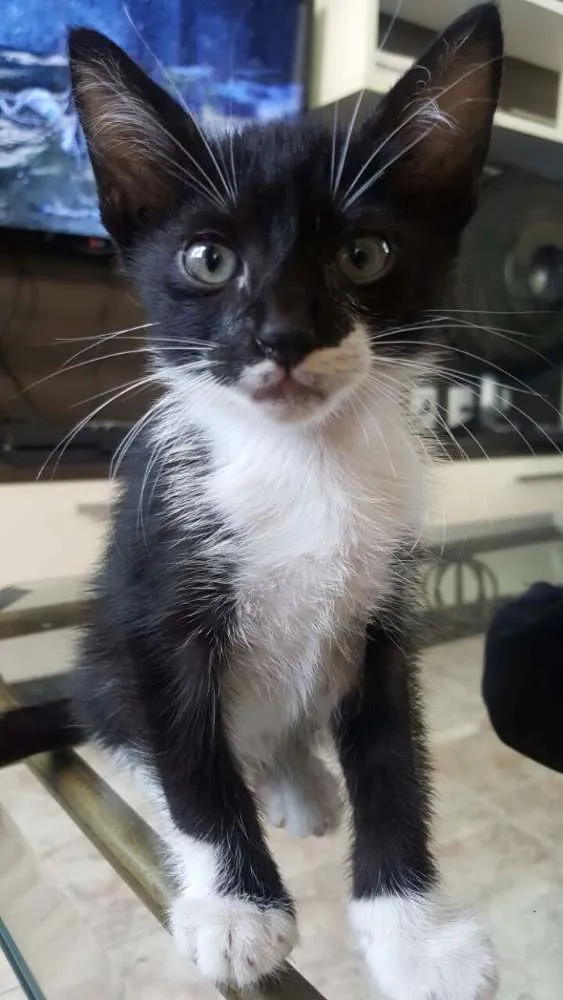Gato ra a  idade Abaixo de 2 meses nome Sem nome