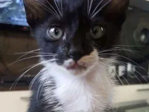Gato raça  idade Abaixo de 2 meses nome Sem nome