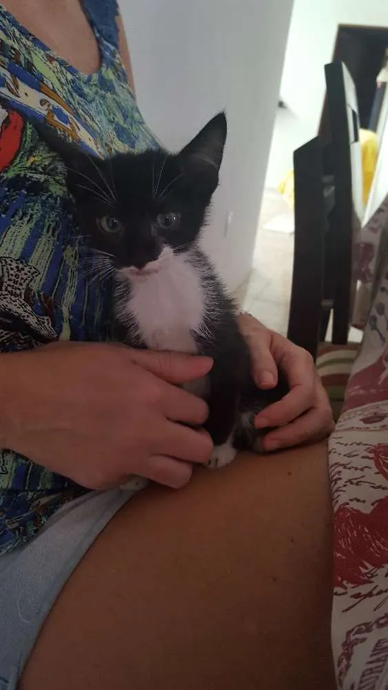 Gato ra a  idade Abaixo de 2 meses nome Sem nome