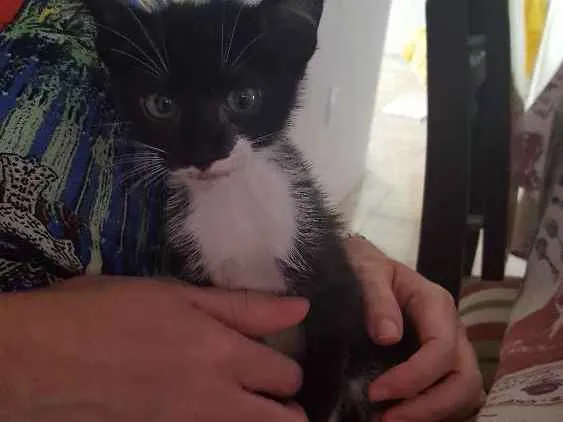Gato ra a  idade Abaixo de 2 meses nome Sem nome