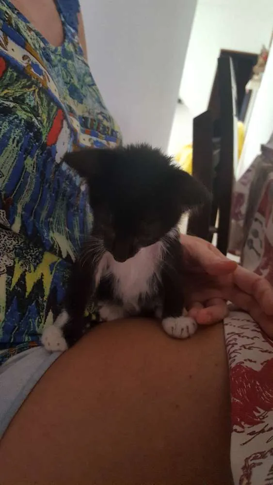 Gato ra a  idade Abaixo de 2 meses nome Sem nome