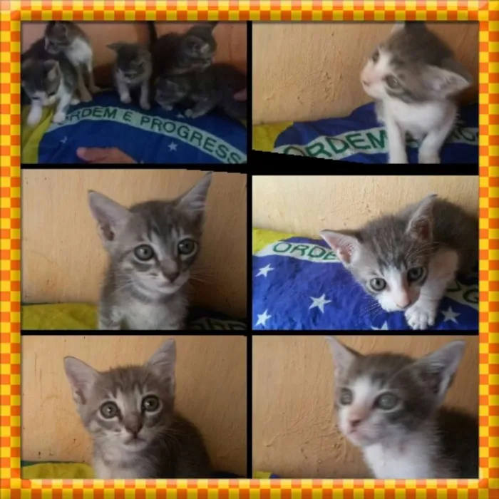 Gato raça S. R. D idade Abaixo de 2 meses nome Sem nome! 