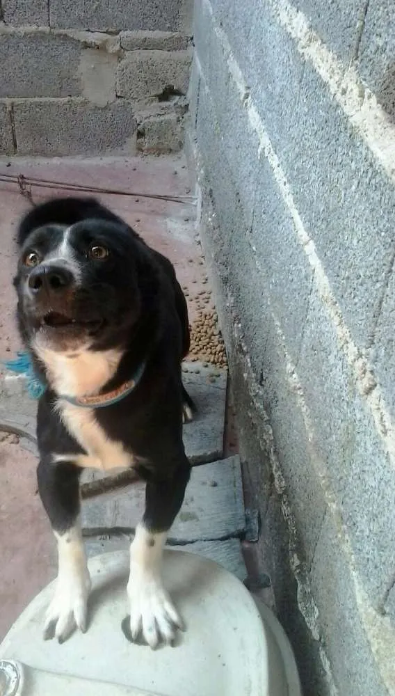 Cachorro ra a Indefinida idade 2 anos nome Tobby