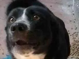 Cachorro ra a Indefinida idade 2 anos nome Tobby