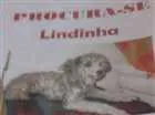 Cachorro raça Poodle idade 6 ou mais anos nome Lindinha