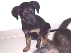 Cachorro raça Achados  na rua idade 2 a 6 meses nome Ainda nao tem nome