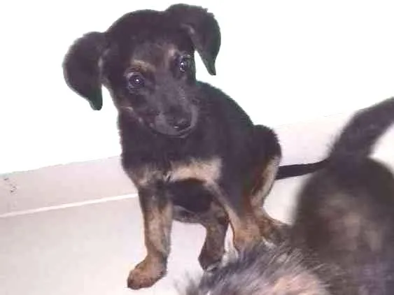 Cachorro ra a Achados  na rua idade 2 a 6 meses nome Ainda nao tem nome