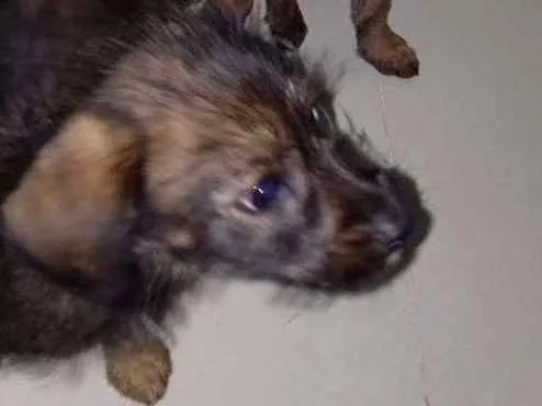 Cachorro ra a Achados  na rua idade 2 a 6 meses nome Ainda nao tem nome