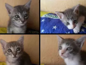 Gato raça S. R. D idade Abaixo de 2 meses nome Sem nome! 