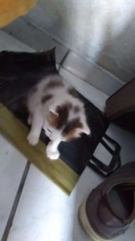 Gato ra a Sem raça definida idade 2 a 6 meses nome Sem nome definido