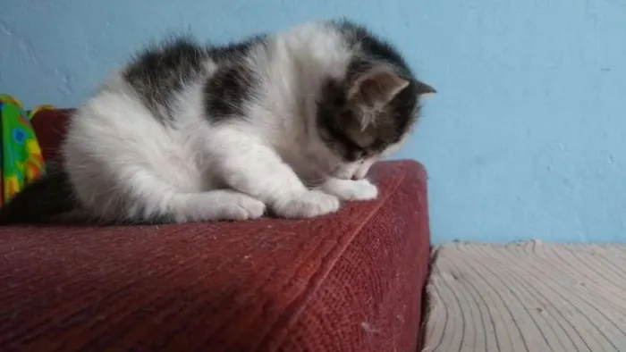 Gato ra a NÃO DEFINIDA idade 2 a 6 meses nome Nome indefinido