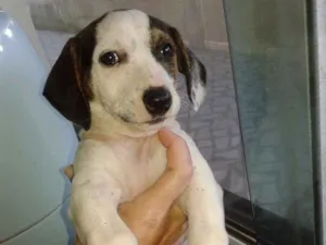 Cachorro raça Basset com vira lata idade 2 a 6 meses nome Fofinha