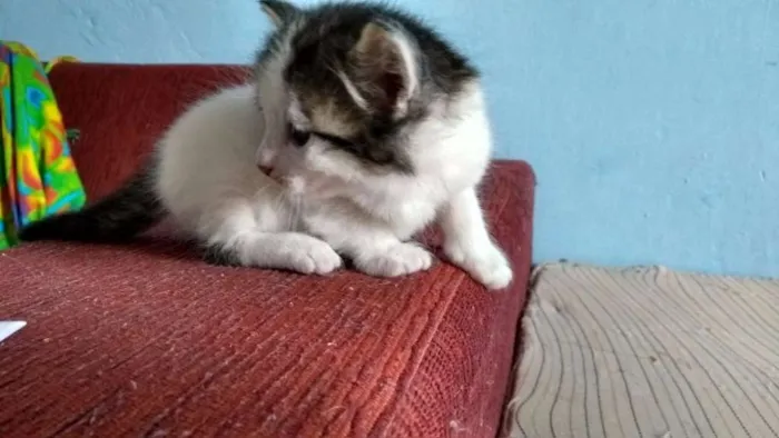 Gato ra a NÃO DEFINIDA idade 2 a 6 meses nome Nome indefinido