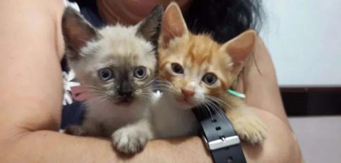 Gato ra a vira-latas idade Abaixo de 2 meses nome nenezis 