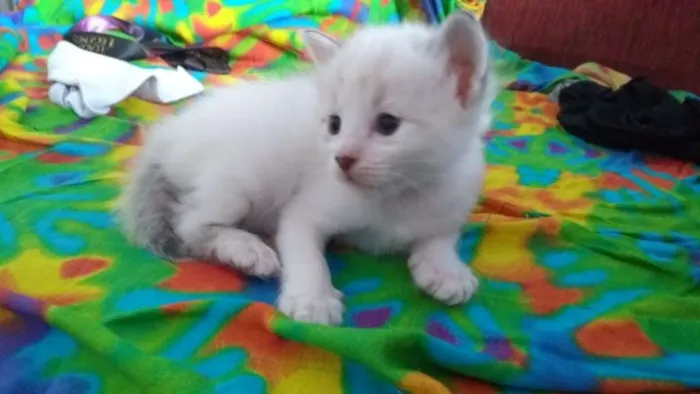 Gato ra a SRD idade 2 a 6 meses nome Nome indefinido