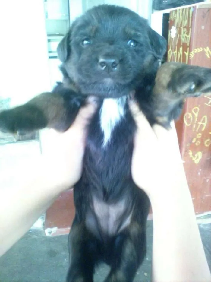 Cachorro ra a Vira lata  idade Abaixo de 2 meses nome A escolher 