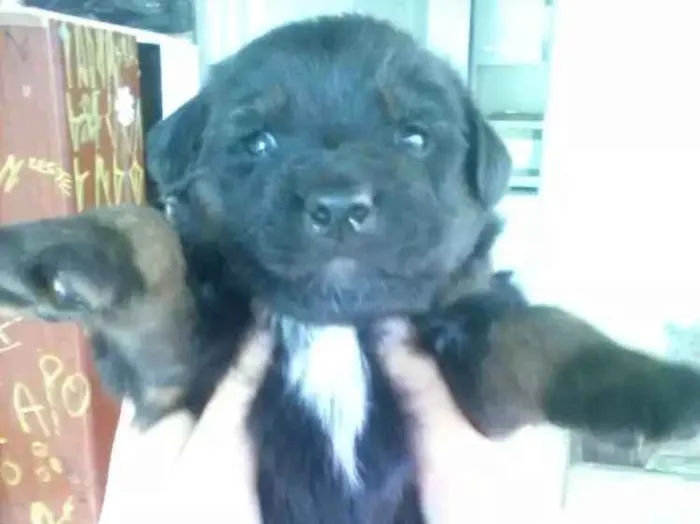 Cachorro ra a Vira lata  idade Abaixo de 2 meses nome A escolher 