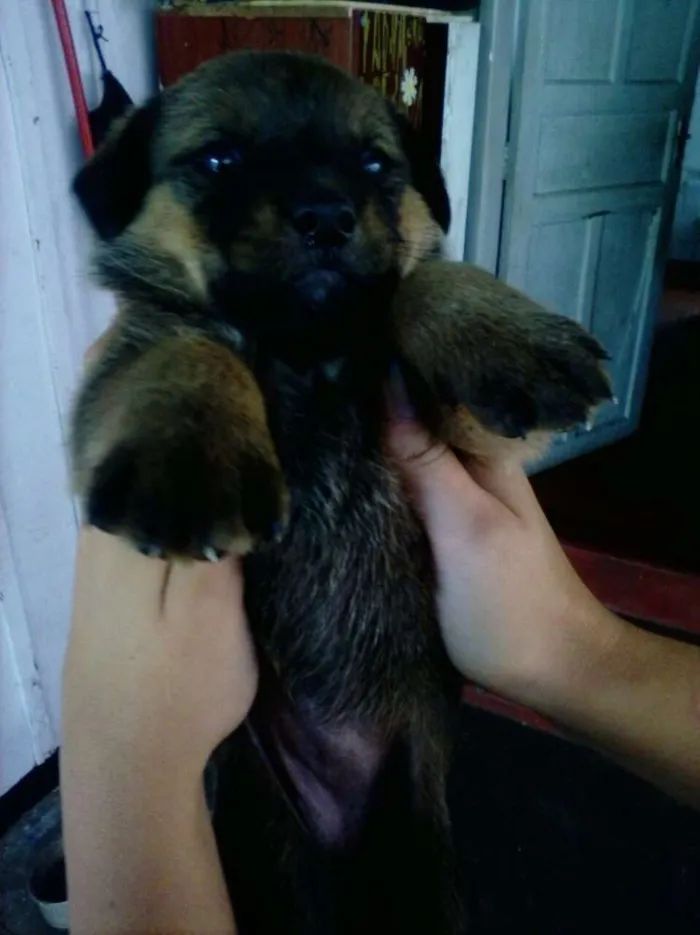 Cachorro ra a Vira lata  idade Abaixo de 2 meses nome A escolher 