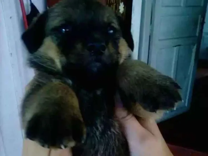 Cachorro ra a Vira lata  idade Abaixo de 2 meses nome A escolher 