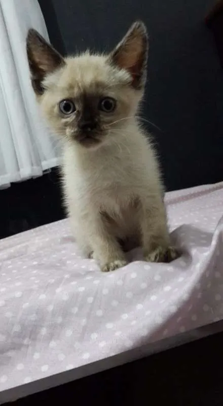 Gato ra a vira-latas idade Abaixo de 2 meses nome nenezis 