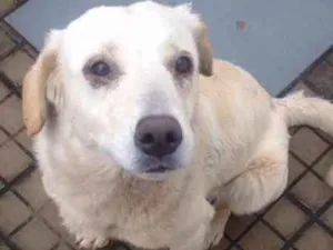 Cachorro raça  idade  nome Francisco