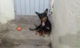 cezar