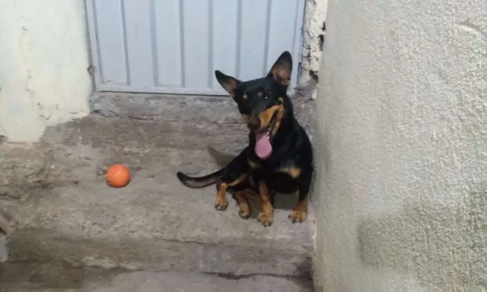Cachorro raça SRD idade 3 anos nome cezar
