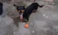 cezar