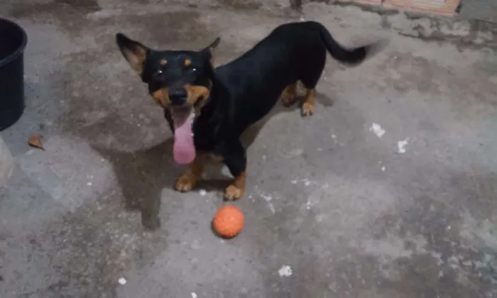 Cachorro raça SRD idade 3 anos nome cezar
