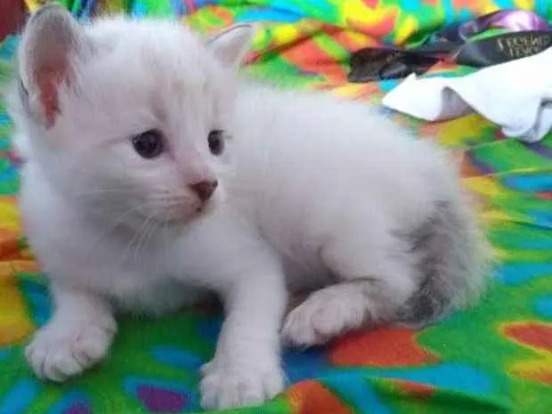 Gato ra a SRD idade 2 a 6 meses nome Nome indefinido
