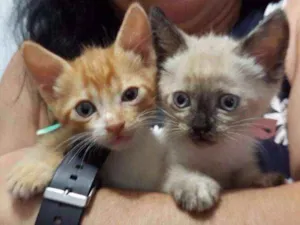 Gato raça vira-latas idade Abaixo de 2 meses nome nenezis 