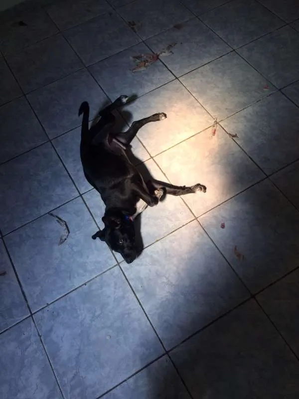Cachorro ra a SRD idade 2 a 6 meses nome Jhow